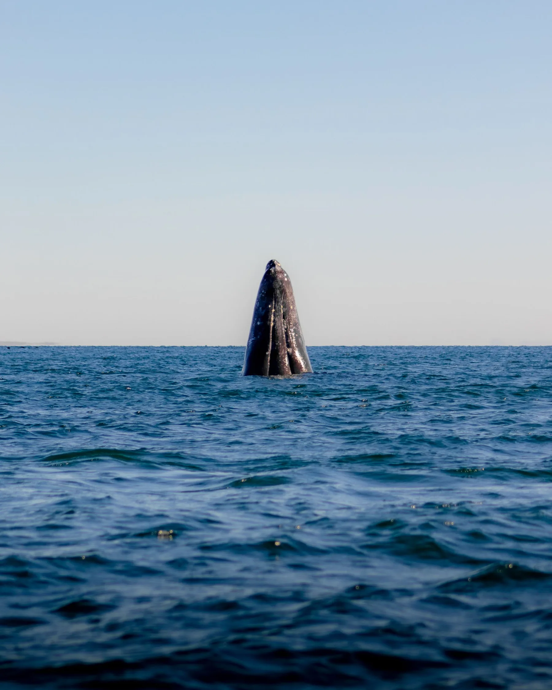 A gray whale spy-hopping, its head rising vertically out of the water with skin marked by barnacles, over a calm sea with a low coastline on the horizon
